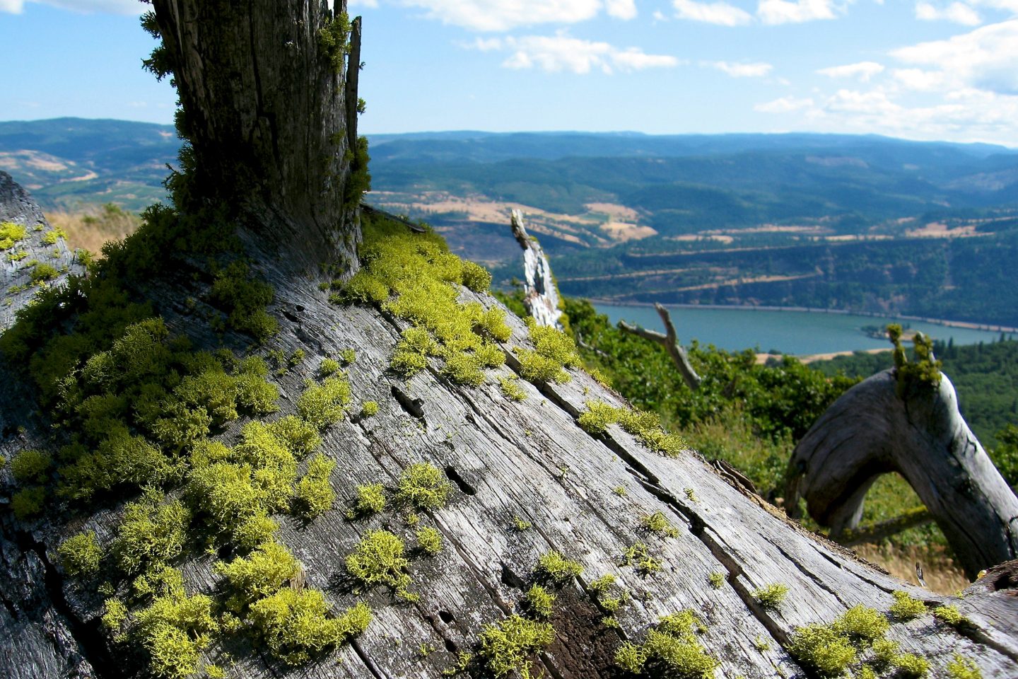 a mossy log with the Columbia River in the background