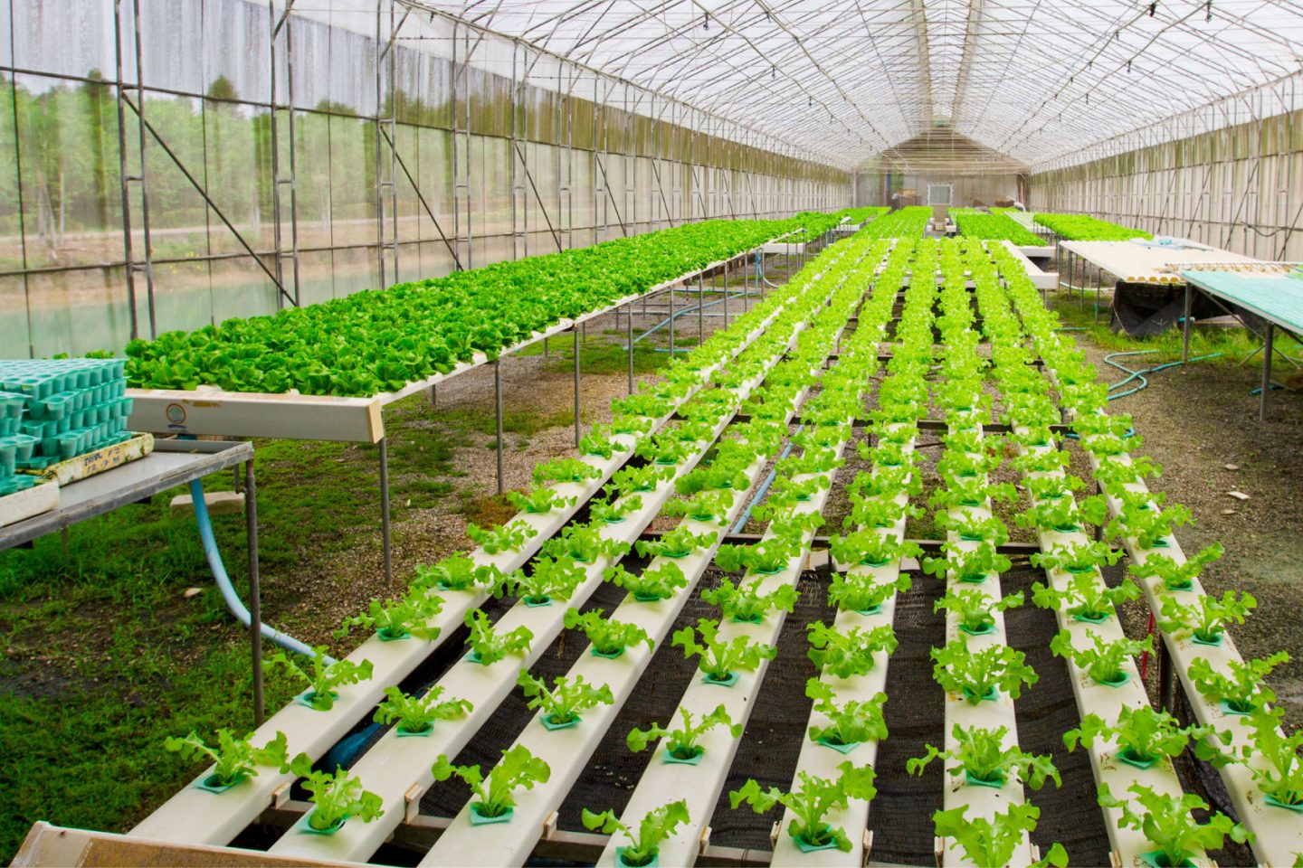plant starts growing in a large greenhouse