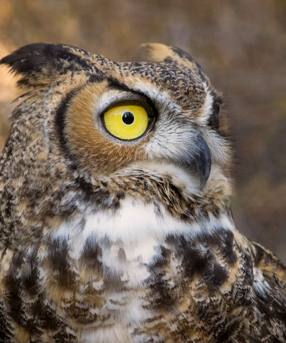 A Great Horned Owl in Central Oregon