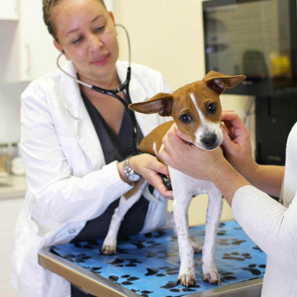 A veterinarian cares for a dog